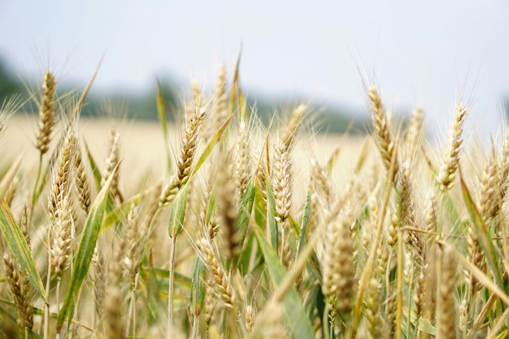 Planned changes to agricultural property relief